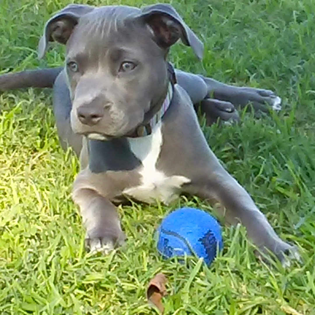 Bellablu joined the competition — help win amazing prizes! alert, animal, blue_ball, canine, collar, daylight, dog, ears, fur, grass, greenery, laying_down, nature, outdoor, paws, pet, playful, puppy, toy, young_dog