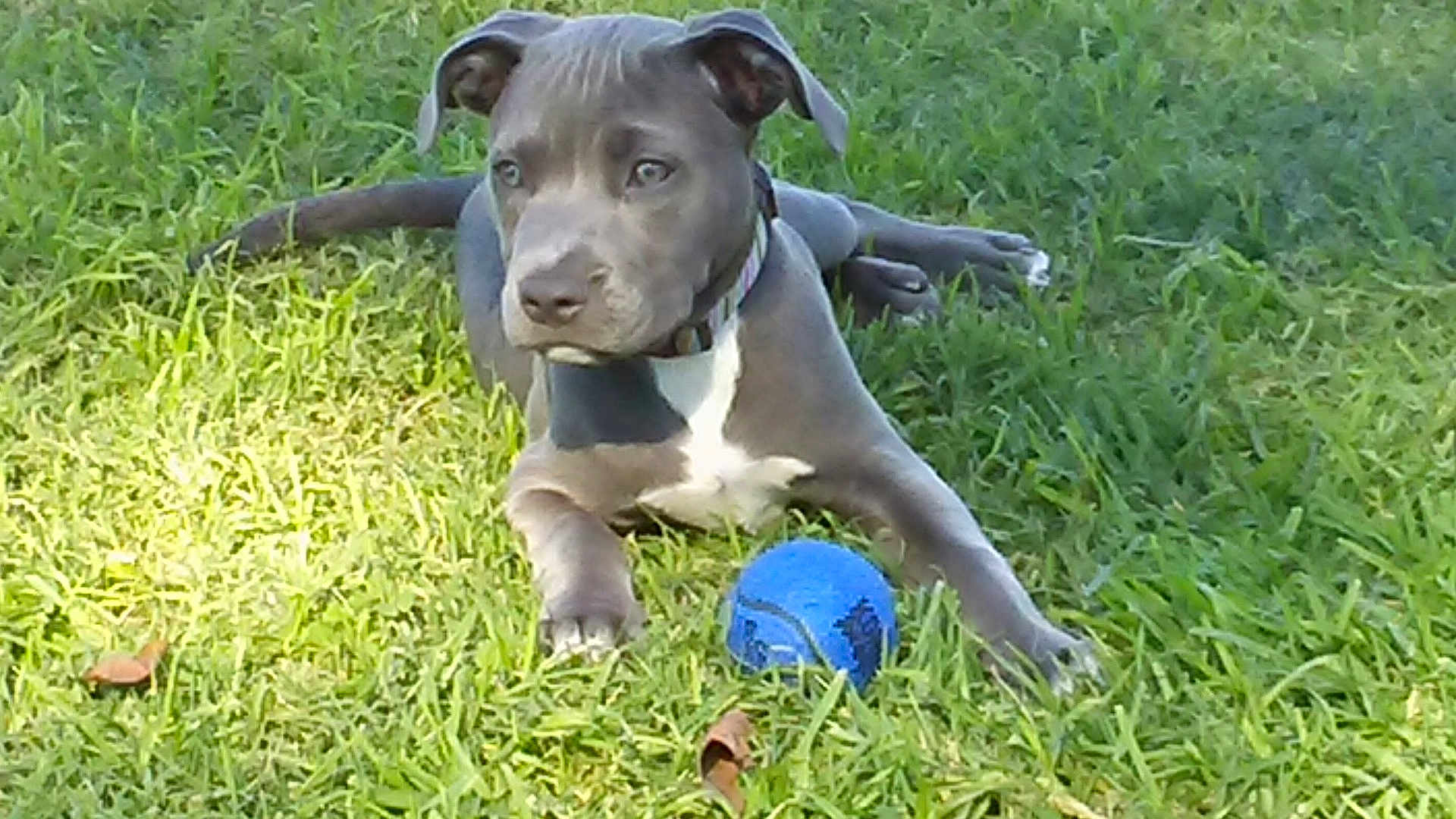 Bellablu joined the competition — help win amazing prizes! dog, puppy, grass, blue_ball, outdoor, pet, animal, playful, collar, laying_down, greenery, daylight, young_dog, canine, nature, alert, fur, ears, paws, toy