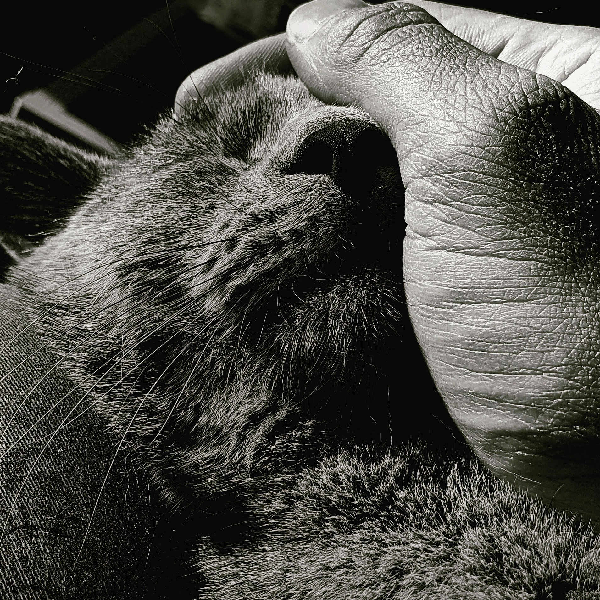 Smoky participe au concours pour gagner de l'argent avec cette photo : cat, hand, close_up, black_and_white, texture, fur, skin, whiskers, relaxation, animal, pet, touch, comfort, gentle, macro, detail, portrait, resting, domestic_animal, intimacy