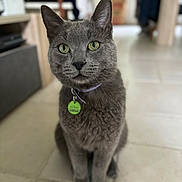 Smoky a rejoint le concours — aidez-le/la à gagner de superbes lots ! cat, gray_cat, green_eyes, collar, pet, indoor, floor, tile, sitting, feline, animal, fur, whiskers, ears, domestic_cat, curious, closeup, portrait, household, cute