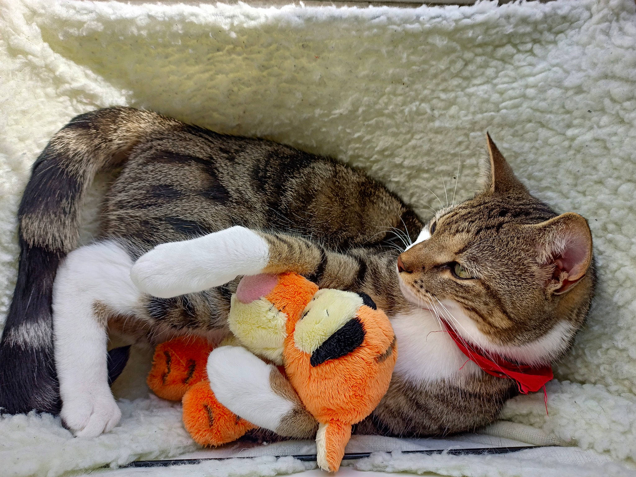 Maniek joined the competition — help win amazing prizes! carnivore, cat, cat_bed, cat_supply, claw, comfort, domestic_short_haired_cat, fawn, felidae, fur, nap, paw, small_to_medium_sized_cats, snout, tail, terrestrial_animal, toy, vertebrate, whiskers, wildlife