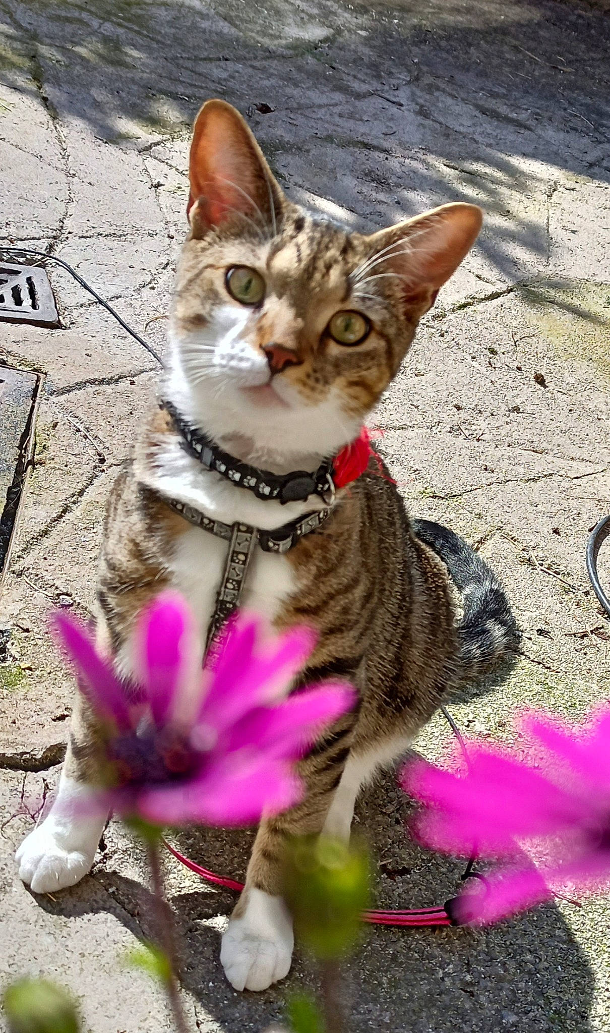 Maniek joined the competition — help win amazing prizes! carnivore, cat, collar, domestic_short_haired_cat, fawn, felidae, fur, grass, mammal, organism, paw, petal, pink, plant, small_to_medium_sized_cats, snout, tail, terrestrial_animal, vertebrate, whiskers