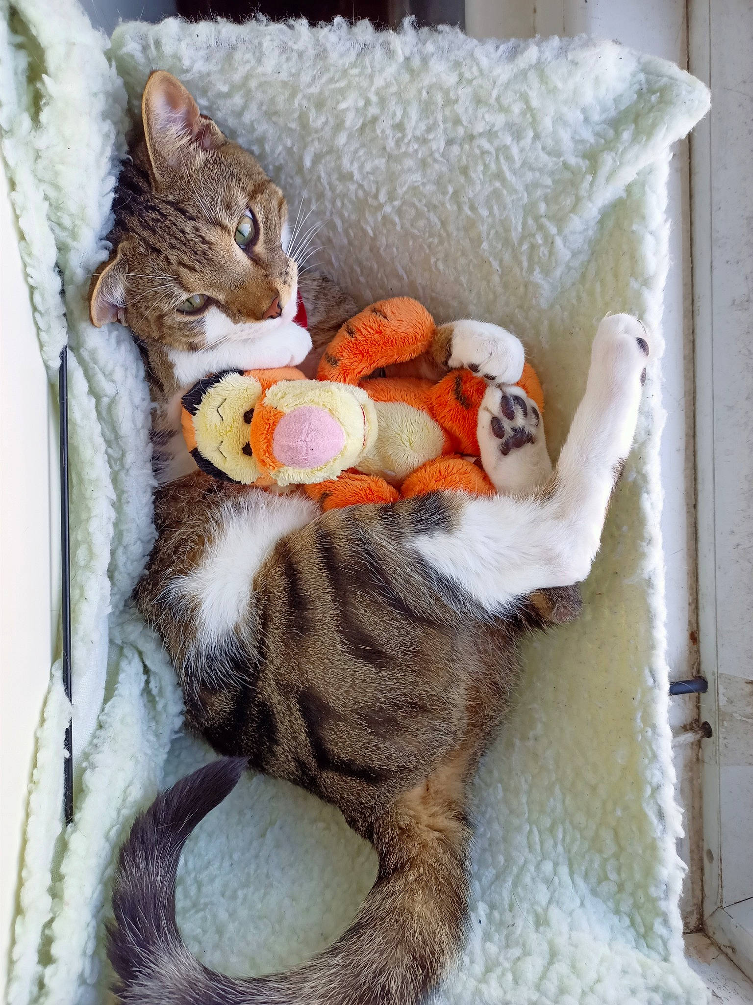 Maniek joined the competition — help win amazing prizes! art, bed, carnivore, cat, comfort, couch, fawn, felidae, grey, hat, linens, plant, small_to_medium_sized_cats, stuffed_toy, tail, textile, toy, tree, whiskers, wool