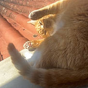 Cookie participe au concours pour gagner de l'argent avec cette photo : cat, orange_cat, paw, tail, sunlight, rooftop, red_tiles, outdoor, pet, feline, relaxing, stretching, animal, fur, whiskers, daylight, sunny, resting, closeup, cute