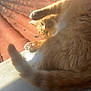cat, orange_cat, paw, tail, sunlight, rooftop, red_tiles, outdoor, pet, feline, relaxing, stretching, animal, fur, whiskers, daylight, sunny, resting, closeup, cute
