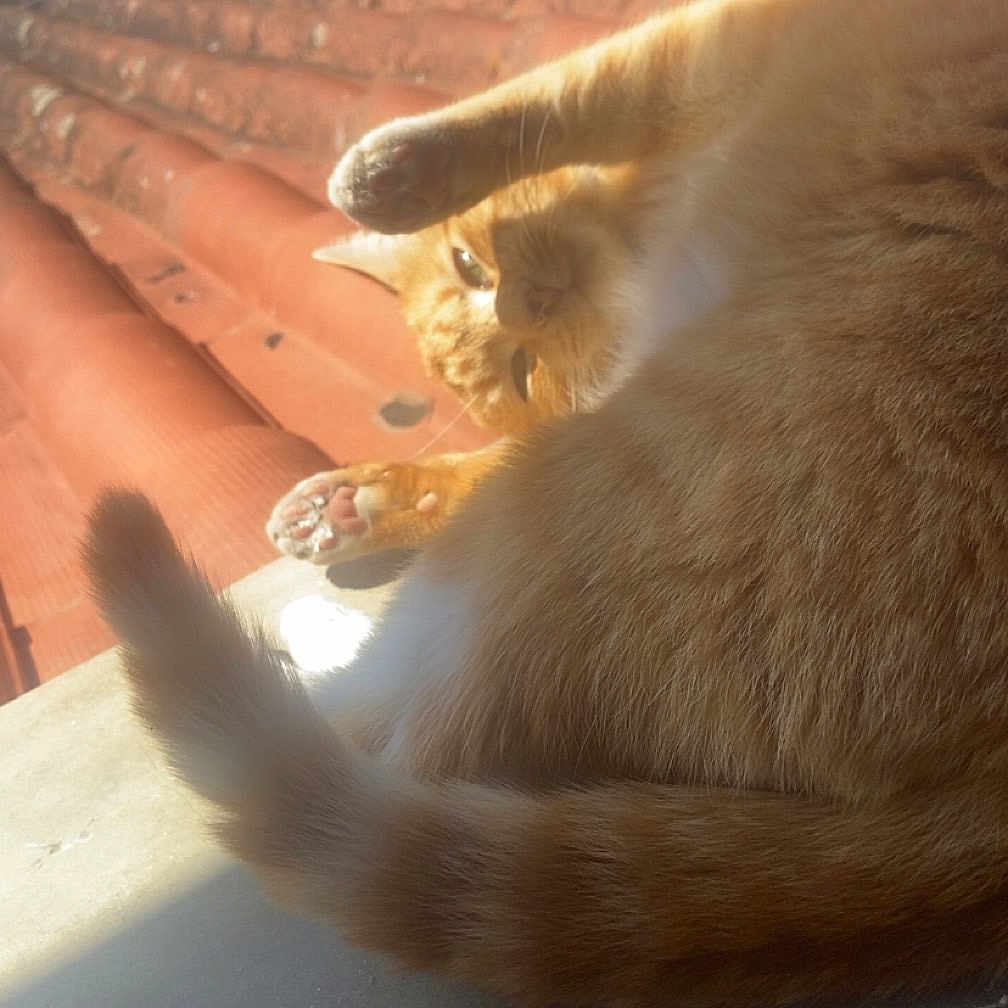 Cookie participe au concours pour gagner de l'argent avec cette photo : animal, cat, closeup, cute, daylight, feline, fur, orange_cat, outdoor, paw, pet, red_tiles, relaxing, resting, rooftop, stretching, sunlight, sunny, tail, whiskers