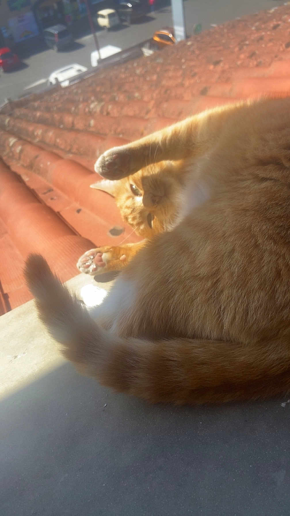 Cookie