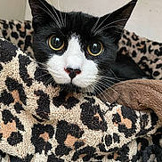 Beans is registered to the contest to win money with this photo: cat, tuxedo_cat, black_and_white, wide_eyes, blanket, leopard_print, cozy, indoor, pet, feline, whiskers, close_up, curious, resting, cute, animal, domestic_cat, fur, portrait, soft_texture