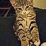Tom is registered to the contest to win money with this photo: cat, tabby, kitten, pet, animal, feline, striped, paws, ears, whiskers, cute, domestic, fur, relaxed, indoor, portrait, young, mammal, looking_at_camera, sitting