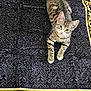 Tom is registered to the contest to win money with this photo: kitten, tabby, cat, pet, animal, indoor, blanket, pattern, fur, whiskers, paws, yellow, black, striped, cute, young, resting, looking_up, playful, domestic