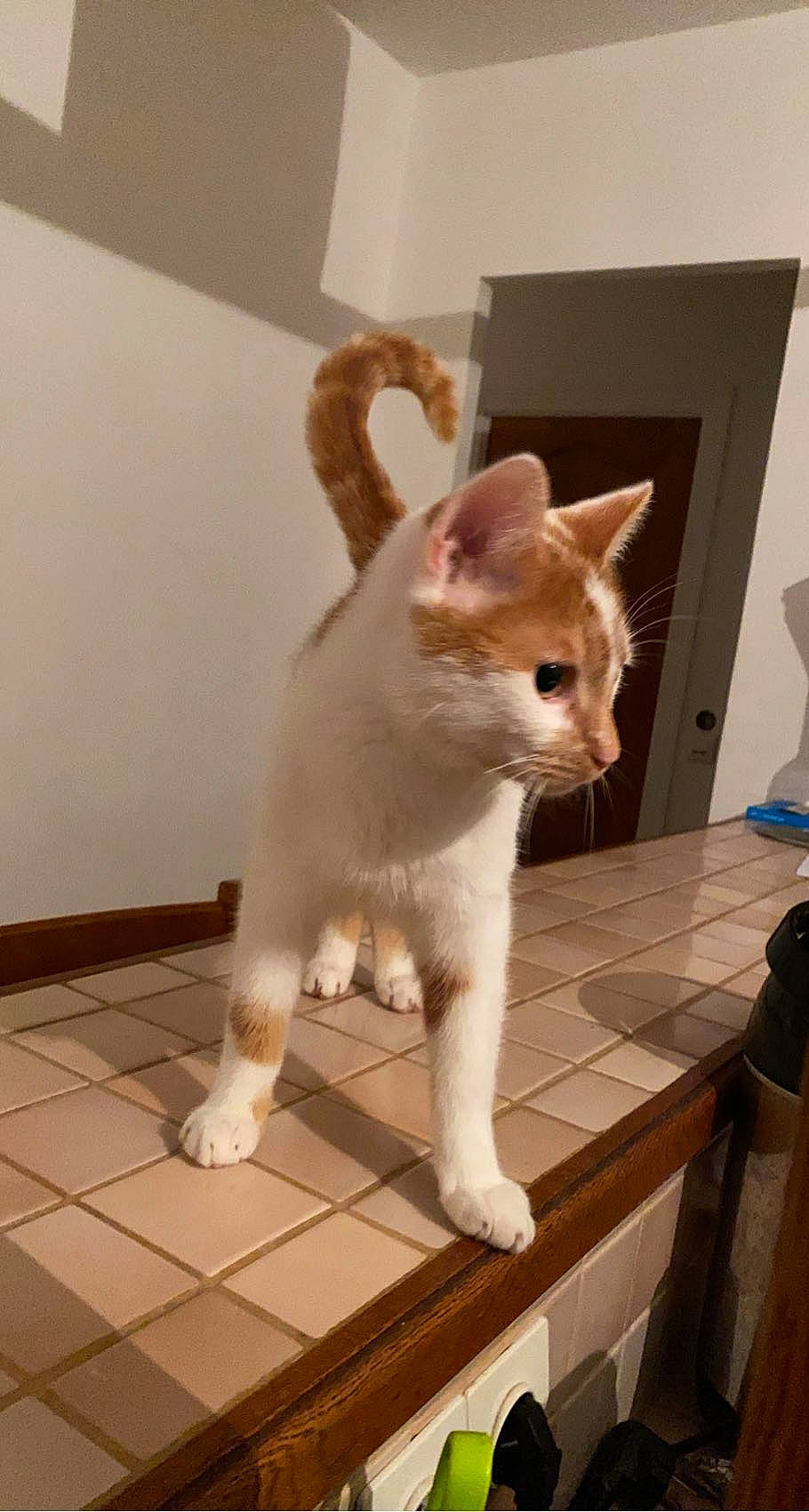 Robert participe au concours pour gagner de l'argent avec cette photo : carnivore, cat, domestic_short_haired_cat, fawn, felidae, floor, flooring, fur, liver, paw, peach, small_to_medium_sized_cats, snout, tail, tile, tile_flooring, vertebrate, water_bottle, whiskers