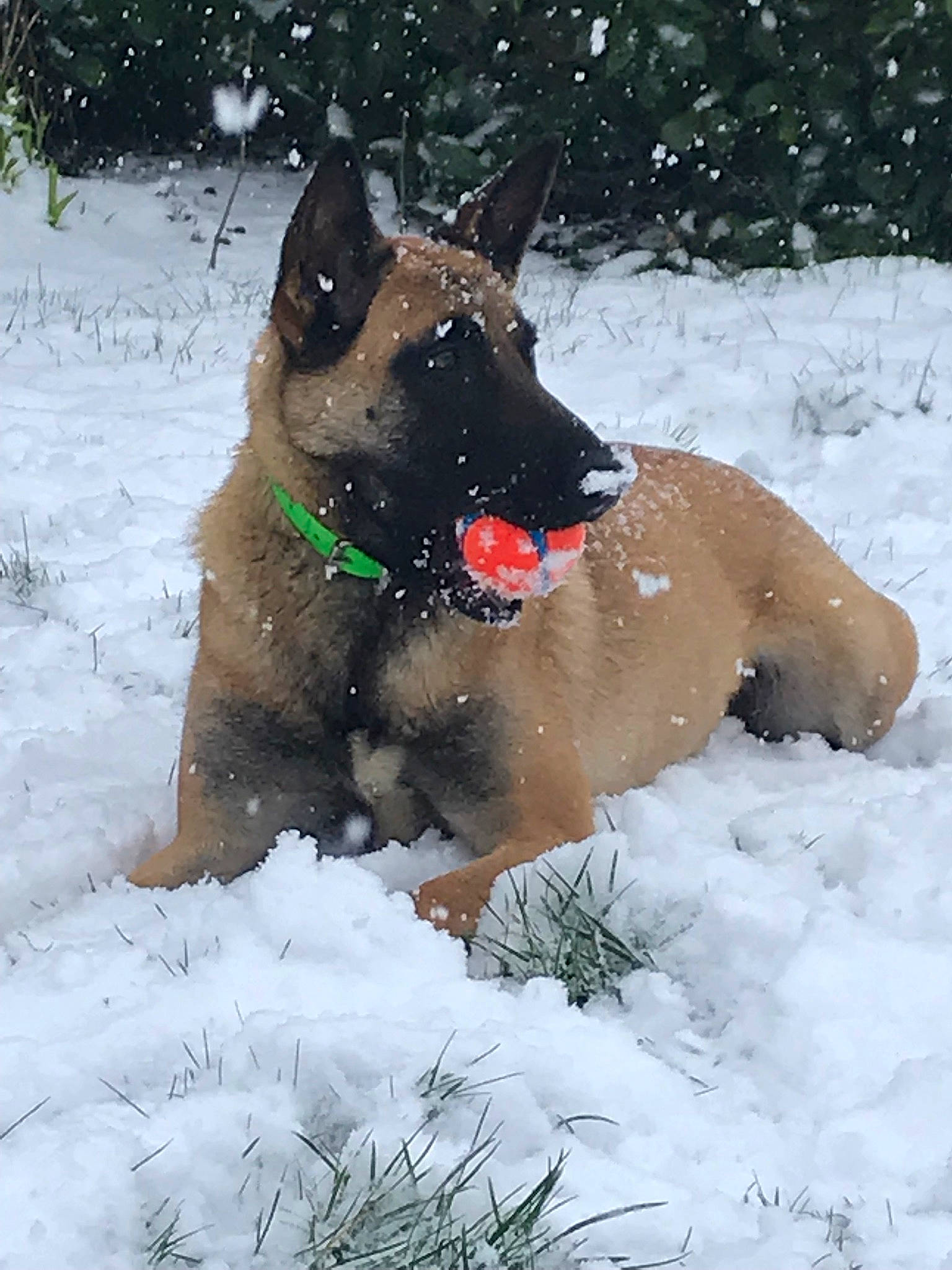 Nouki participe au concours pour gagner de l'argent avec cette photo : blizzard, canidae, carnivore, collar, companion_dog, dog, dog_breed, dog_collar, dog_supply, freezing, hunting_dog, pet_supply, playing_in_the_snow, precipitation, snout, snow, sporting_group, winter, working_animal, working_dog