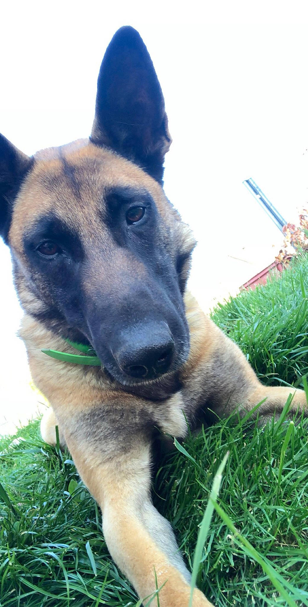 Nouki a rejoint le concours — aidez-le/la à gagner de superbes lots ! belgian_shepherd_malinois, canidae, carnivore, collar, dog, dog_breed, east_european_shepherd, fawn, german_shepherd_dog, grass, grass_family, guard_dog, herding_dog, king_shepherd, law_enforcement, old_german_shepherd_dog, police_dog, snout, sporting_group, working_dog