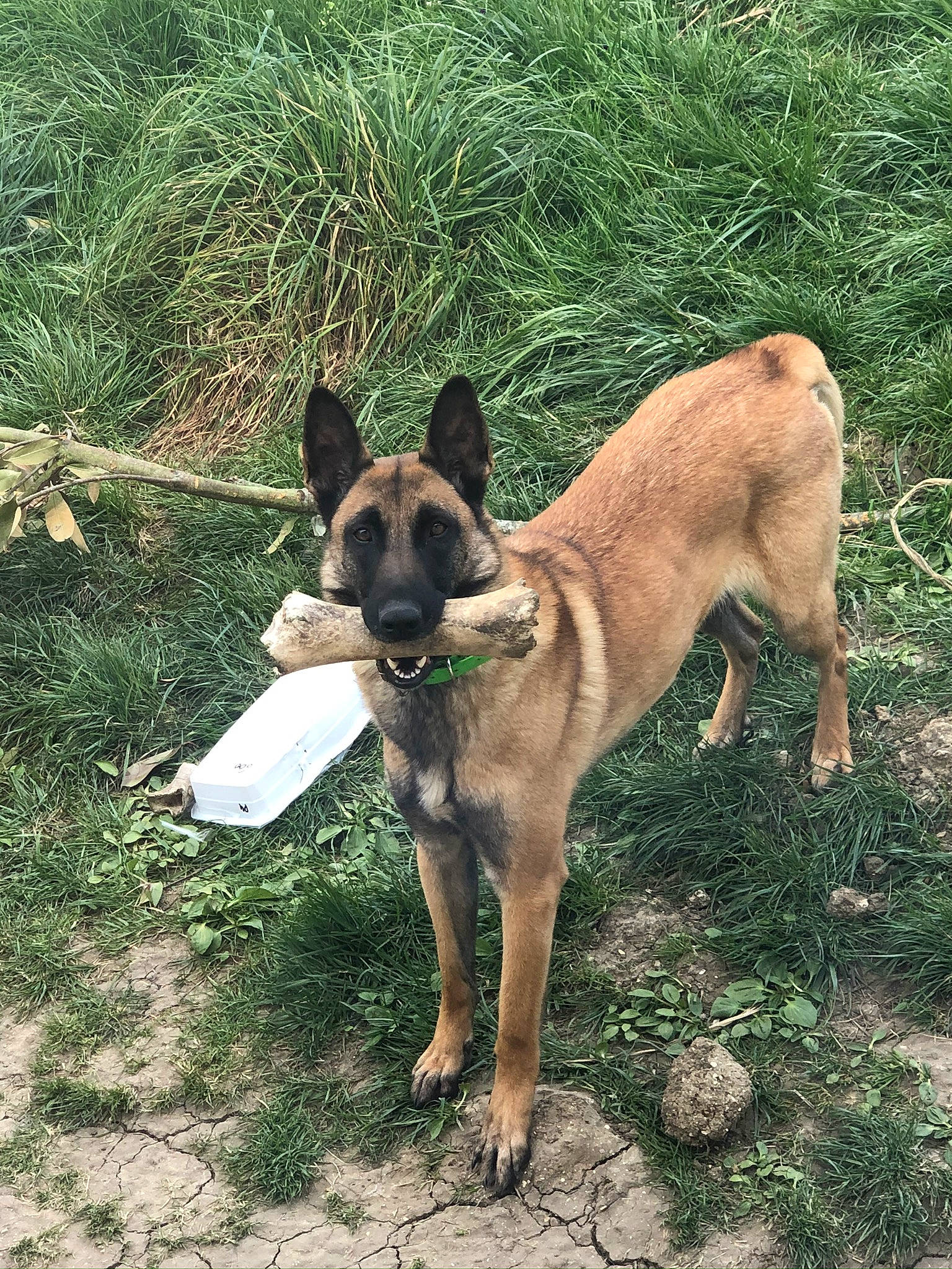 Nouki a rejoint le concours — aidez-le/la à gagner de superbes lots ! canidae, carnivore, collar, companion_dog, dog, dog_breed, dog_collar, dog_supply, fawn, guard_dog, mammal, pet_supply, snout, sporting_group, street_dog, tail, working_animal, working_dog