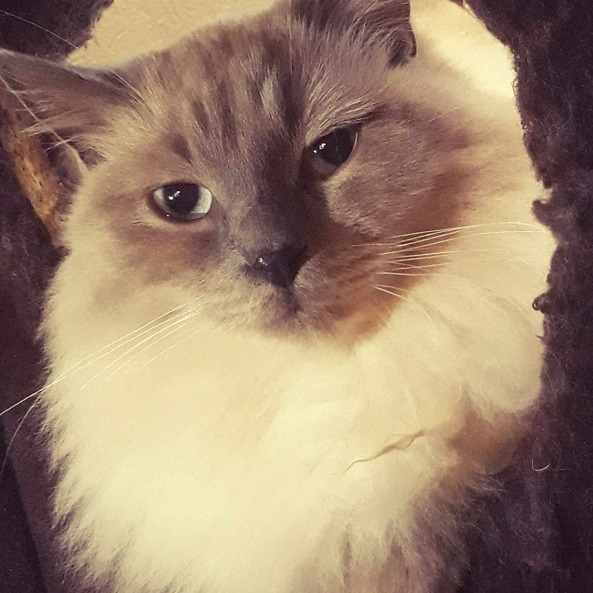 Simba participe au concours pour gagner de l'argent avec cette photo : abyssinian, angora, animal, cat, hole, kitten, manx, pet, siamese, snout, wood