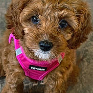 Oaklea joined the competition — help win amazing prizes! puppy, dog, pet, close_up, curly_fur, brown_fur, pink_harness, voyager, cute, animal, indoor, looking_up, adorable, young_dog, furry, portrait, companion, domestic_animal, small_dog, fluffy