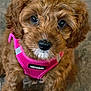 puppy, dog, pet, close_up, curly_fur, brown_fur, pink_harness, voyager, cute, animal, indoor, looking_up, adorable, young_dog, furry, portrait, companion, domestic_animal, small_dog, fluffy