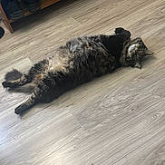 Kane joined the competition — help win amazing prizes! cat, tabby, fluffy, lying_down, floor, wooden_floor, pet, indoor, curious, relaxed, feline, animal, whiskers, paws, ears, tail, home, cozy, resting, looking
