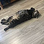 animal, cat, cozy, curious, ears, feline, floor, fluffy, home, indoor, looking, lying_down, paws, pet, relaxed, resting, tabby, tail, whiskers, wooden_floor