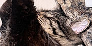 Kane joined the competition — help win amazing prizes! animal, cat, closeup, cozy, ear, feline, fur, granite_countertop, indoor, long_hair, napping, paws, peaceful, pet, relaxation, resting, sleeping, soft_surface, tabby, whiskers