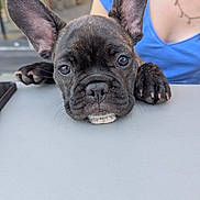 Betty participe au concours pour gagner de l'argent avec cette photo : animal, blue_shirt, close_up, cute, dog, ears, expression, face, french_bulldog, indoor, nail, person, pet, portrait, puppy, resting, snout, table, whiskers, young_dog