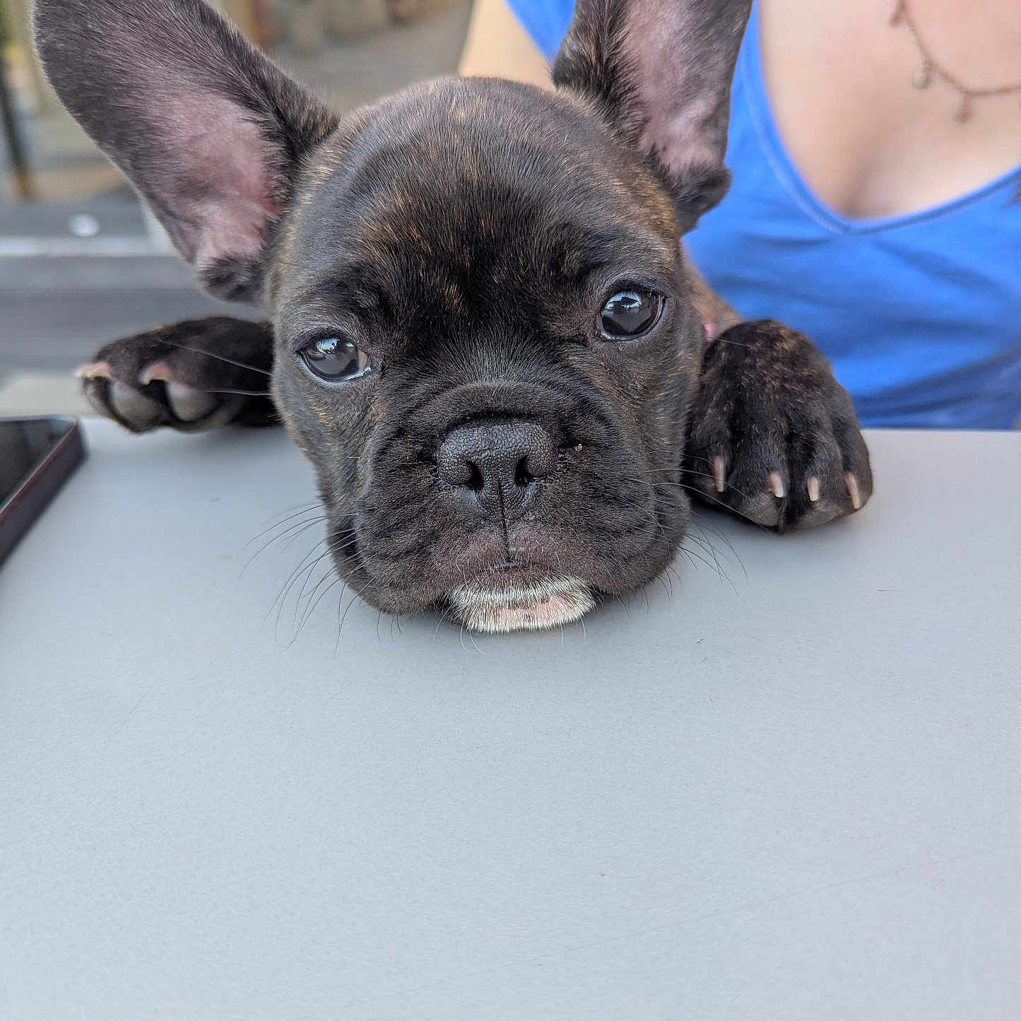 Betty participe au concours pour gagner de l'argent avec cette photo : animal, blue_shirt, close_up, cute, dog, ears, expression, face, french_bulldog, indoor, nail, person, pet, portrait, puppy, resting, snout, table, whiskers, young_dog