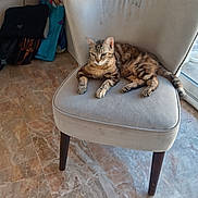 Chipie a rejoint le concours — aidez-le/la à gagner de superbes lots ! cat, tabby_cat, chair, indoor, floor, tile_floor, bag, furniture, pet, relaxed, seated, window, sunlight, domestic_animal, resting, cozy, home, four_legged, animal, living_room