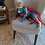 Chipie participe au concours pour gagner de l'argent avec cette photo : cat, tabby, superhero_costume, cape, chair, indoor, furniture, pet, costume, animal, relaxed, posing, floor, table, plant, window, home, casual, funny, bright