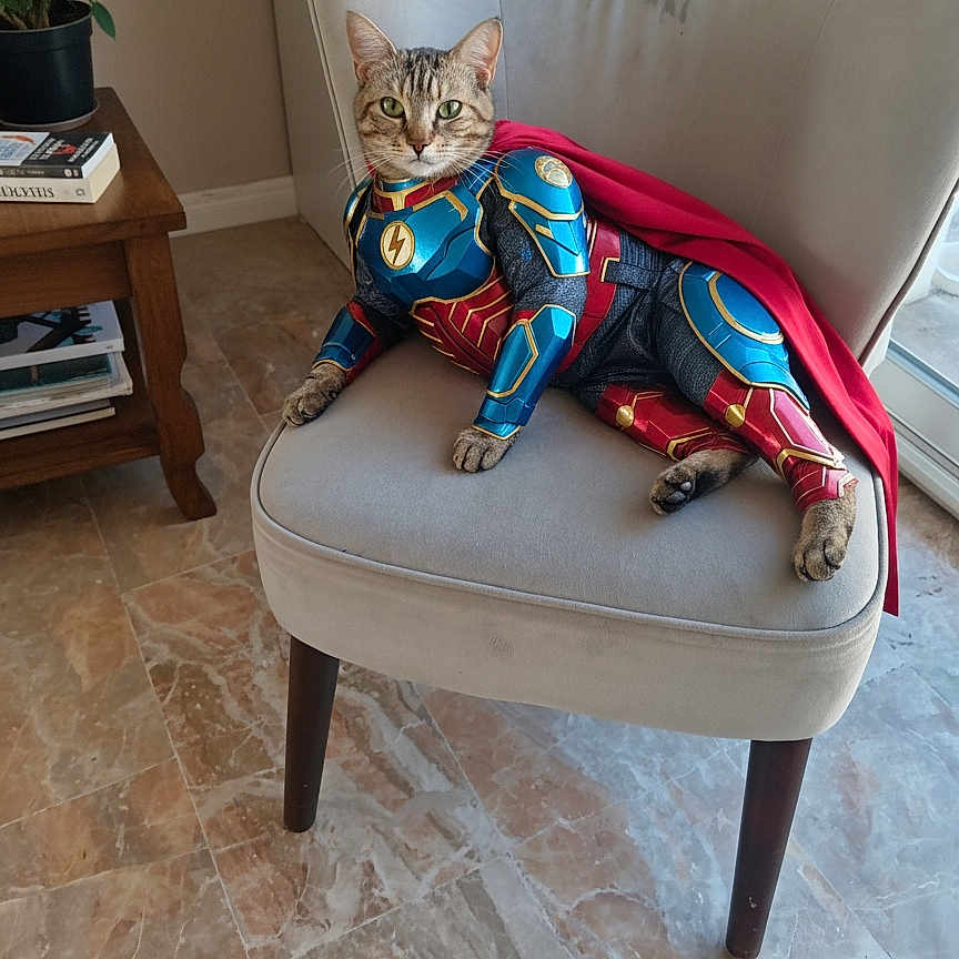 Chipie participe au concours pour gagner de l'argent avec cette photo : animal, bright, cape, casual, cat, chair, costume, floor, funny, furniture, home, indoor, pet, plant, posing, relaxed, superhero_costume, tabby, table, window