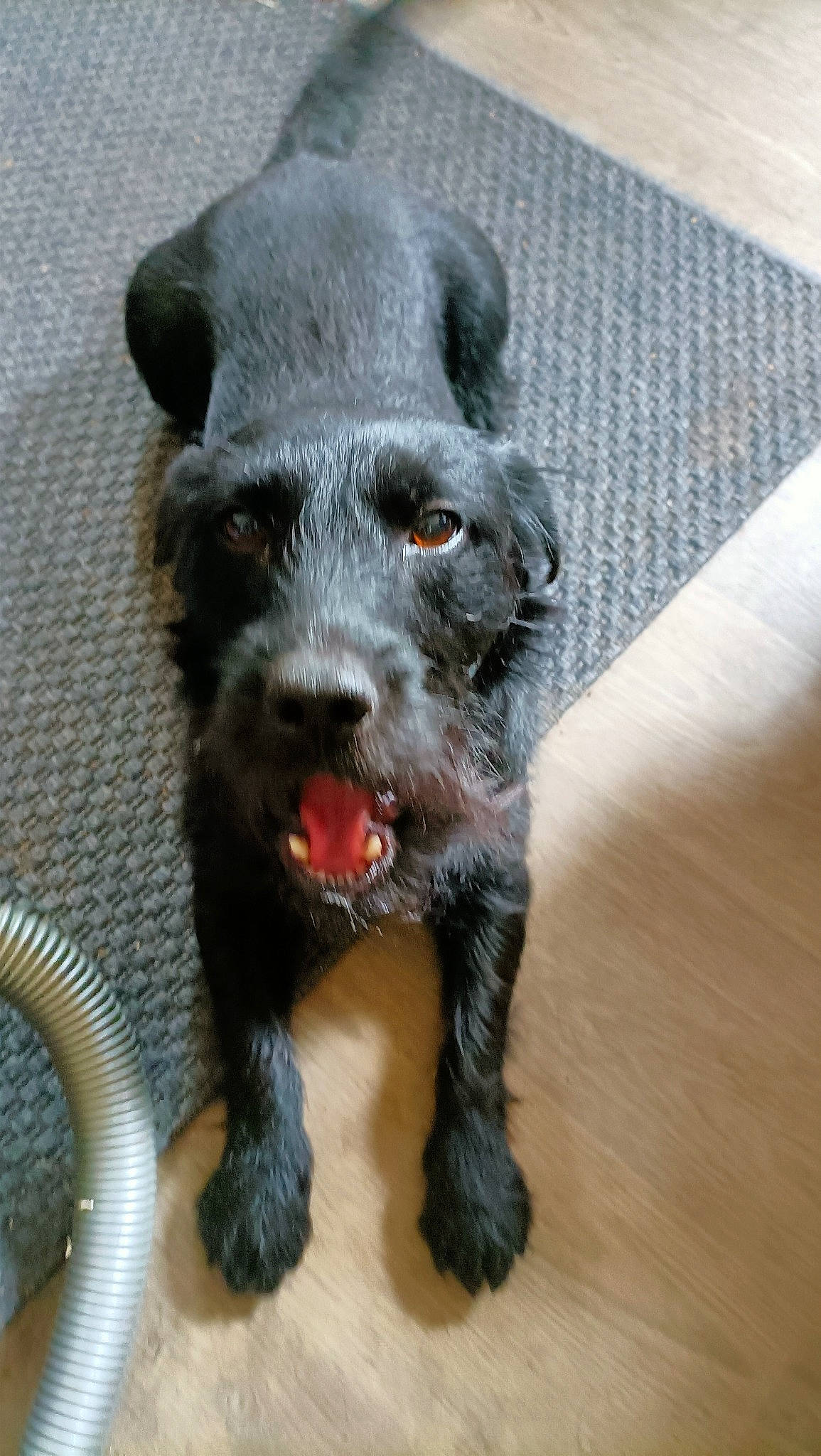 Pinceau participe au concours pour gagner de l'argent avec cette photo : canidae, carnivore, claw, companion_dog, dog, dog_breed, flooring, foot, fur, hardwood, liver, paw, sculpture, snout, sporting_group, tail, terrestrial_animal, toy, working_animal