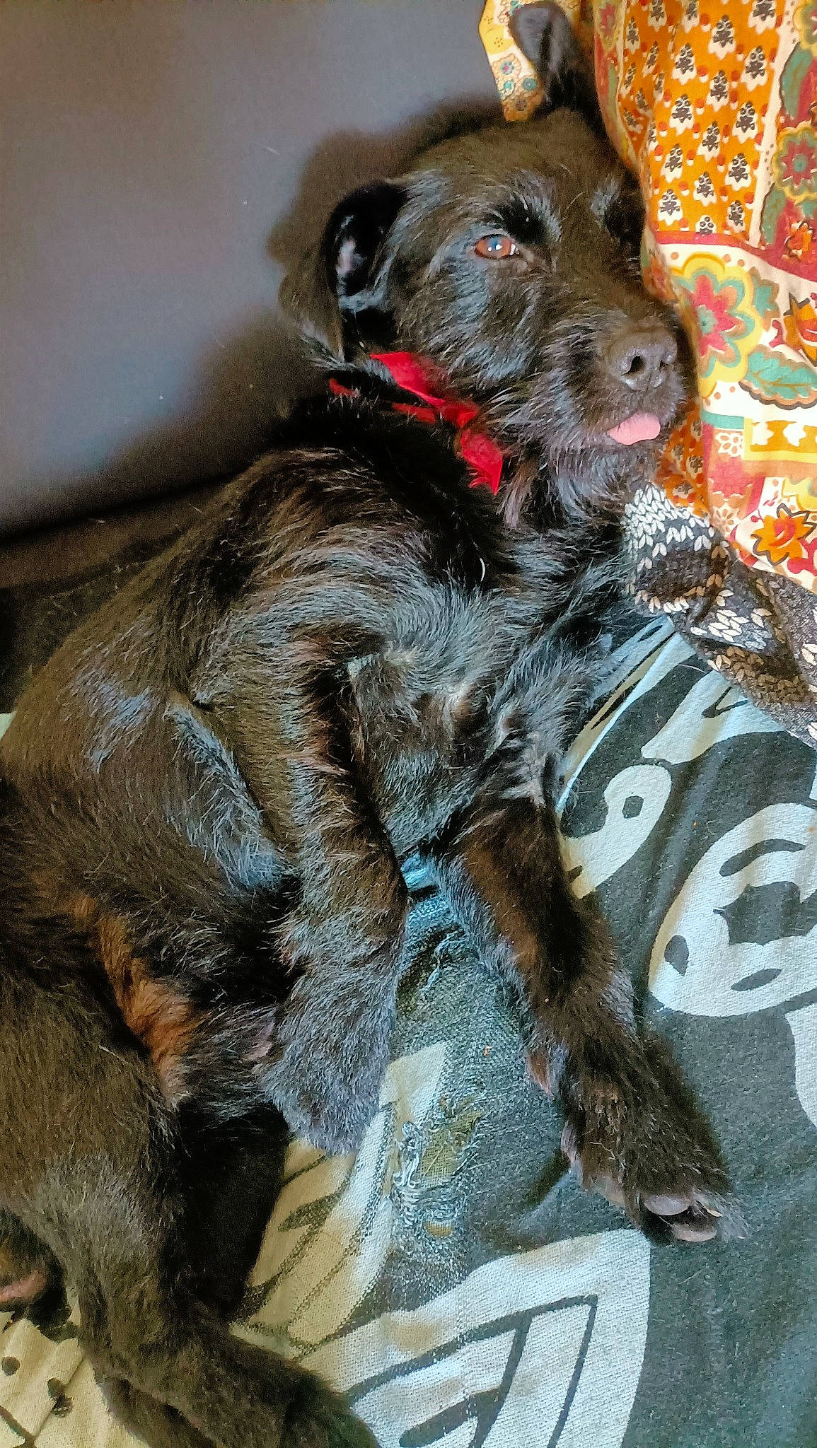 Pinceau a rejoint le concours — aidez-le/la à gagner de superbes lots ! borador, canidae, carnivore, collar, companion_dog, dog, dog_breed, dog_collar, dog_supply, fawn, fur, guard_dog, gun_dog, hunting_dog, leash, liver, sporting_group, terrestrial_animal, whiskers, working_animal