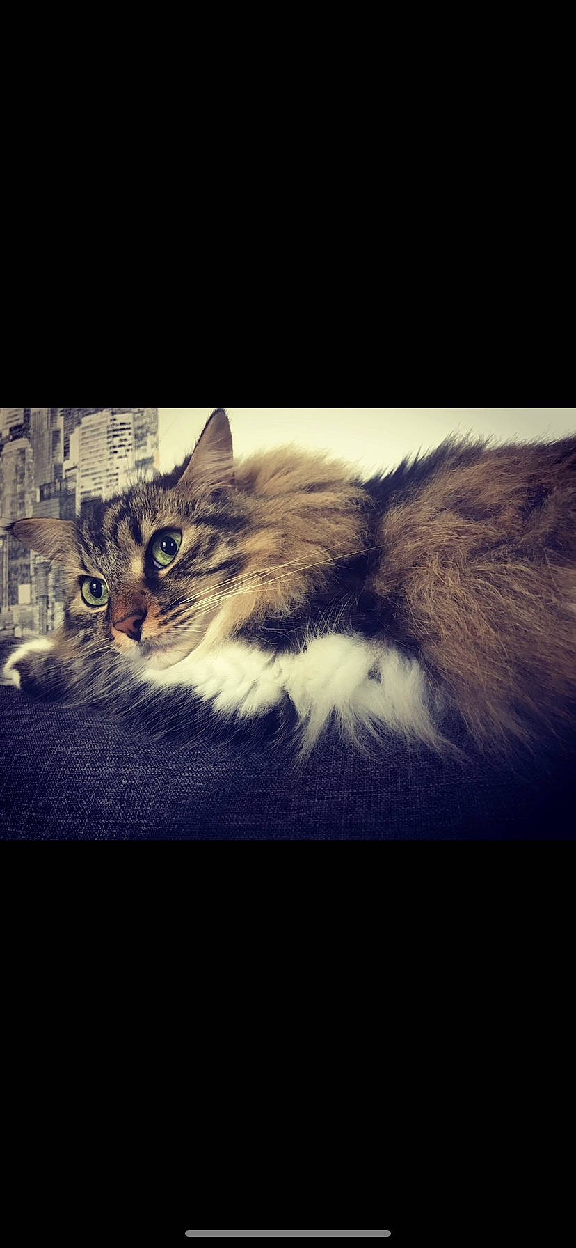 Miky a rejoint le concours — aidez-le/la à gagner de superbes lots ! carnivore, cat, claw, darkness, domestic_short_haired_cat, felidae, fur, maine_coon, night, paw, photo_caption, plant, rectangle, small_to_medium_sized_cats, square, tail, terrestrial_animal, tree, whiskers, window