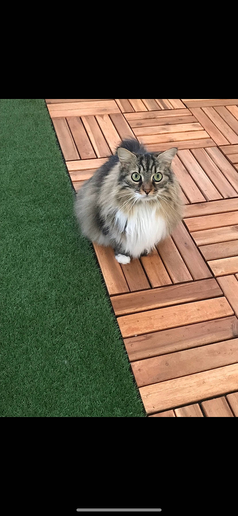 Miky a rejoint le concours — aidez-le/la à gagner de superbes lots ! carnivore, cat, fawn, felidae, flooring, fur, grass, hardwood, persian, plank, plant, sitting, small_to_medium_sized_cats, tail, terrestrial_animal, tree, whiskers, wood, wood_flooring, wood_stain