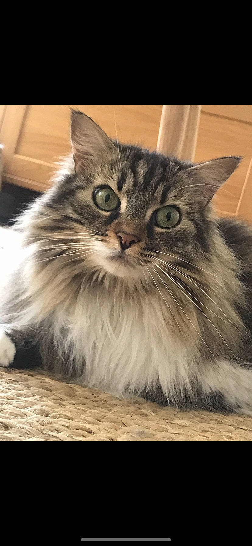 Miky participe au concours pour gagner de l'argent avec cette photo : carnivore, cat, felidae, fur, maine_coon, plant, small_to_medium_sized_cats, snout, terrestrial_animal, whiskers, window, wood