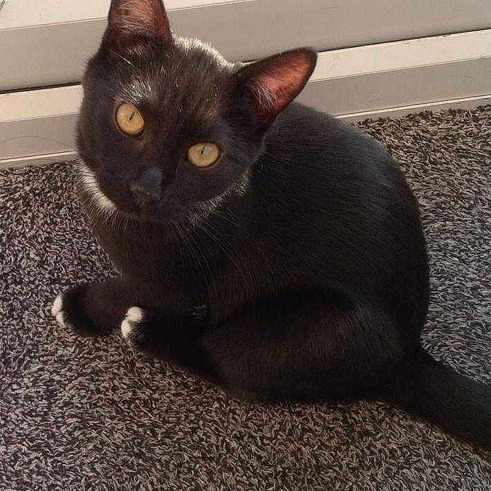 Marvin