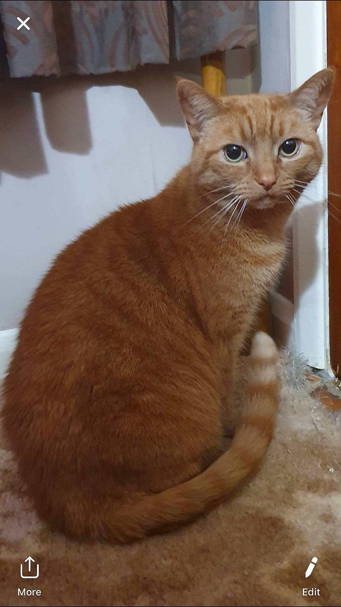 Gobbi joined the competition — help win amazing prizes! aegean_cat, arabian_mau, asian, australian_mist, burmese, carnivore, cat, domestic_short_haired_cat, european_shorthair, fawn, felidae, german_rex, mammal, small_to_medium_sized_cats, tabby_cat, vertebrate, whiskers