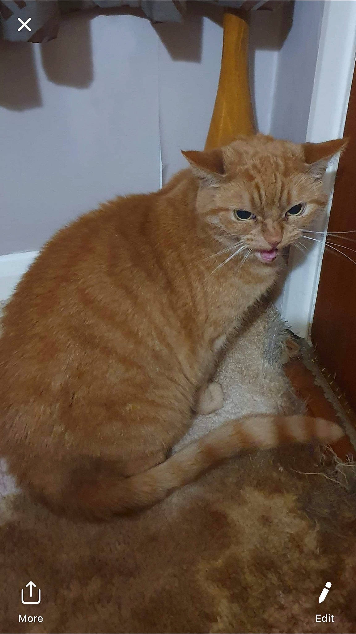 Gobbi is registered to the contest to win money with this photo: arabian_mau, asian, australian_mist, carnivore, cat, domestic_short_haired_cat, european_shorthair, fawn, felidae, german_rex, mammal, small_to_medium_sized_cats, tabby_cat, vertebrate, whiskers