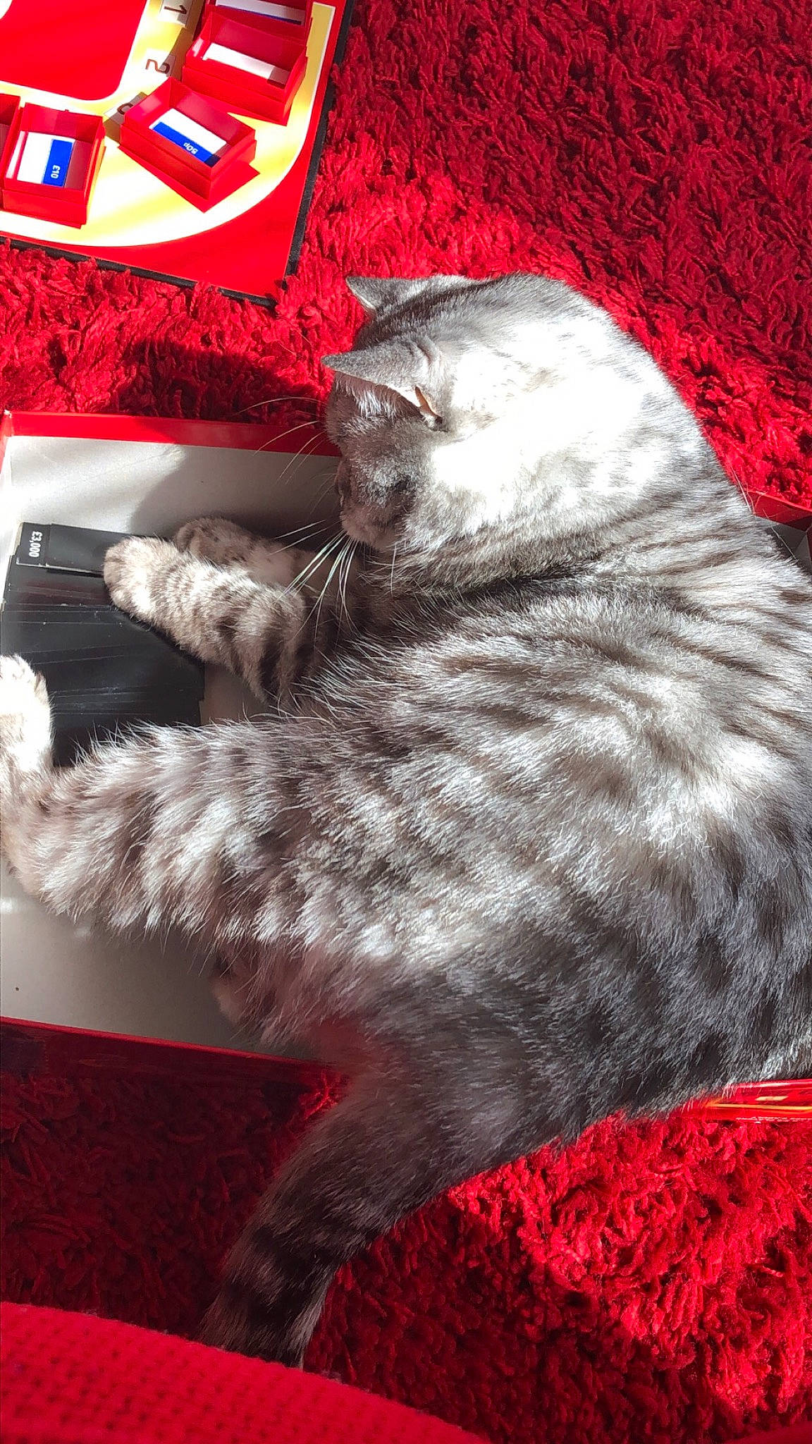 Cherry joined the competition — help win amazing prizes! british_shorthair, carnivore, cat, chartreux, domestic_short_haired_cat, felidae, fur, kitten, nebelung, red, small_to_medium_sized_cats, whiskers