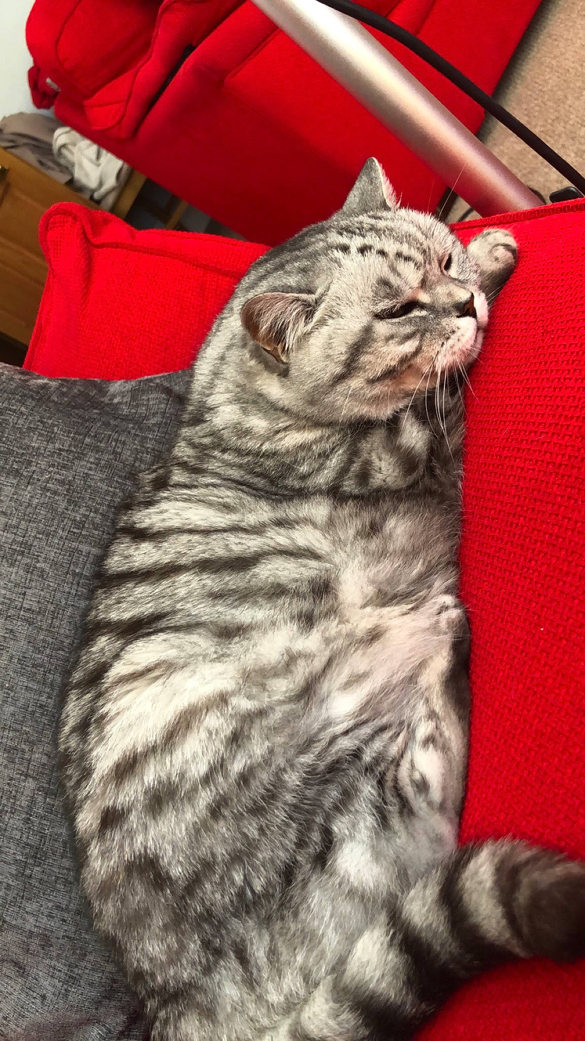 Cherry joined the competition — help win amazing prizes! american_bobtail, american_shorthair, asian, british_shorthair, california_spangled, carnivore, cat, domestic_short_haired_cat, dragon_li, egyptian_mau, european_shorthair, felidae, fur, mammal, pixie_bob, small_to_medium_sized_cats, snout, tabby_cat, vertebrate, whiskers