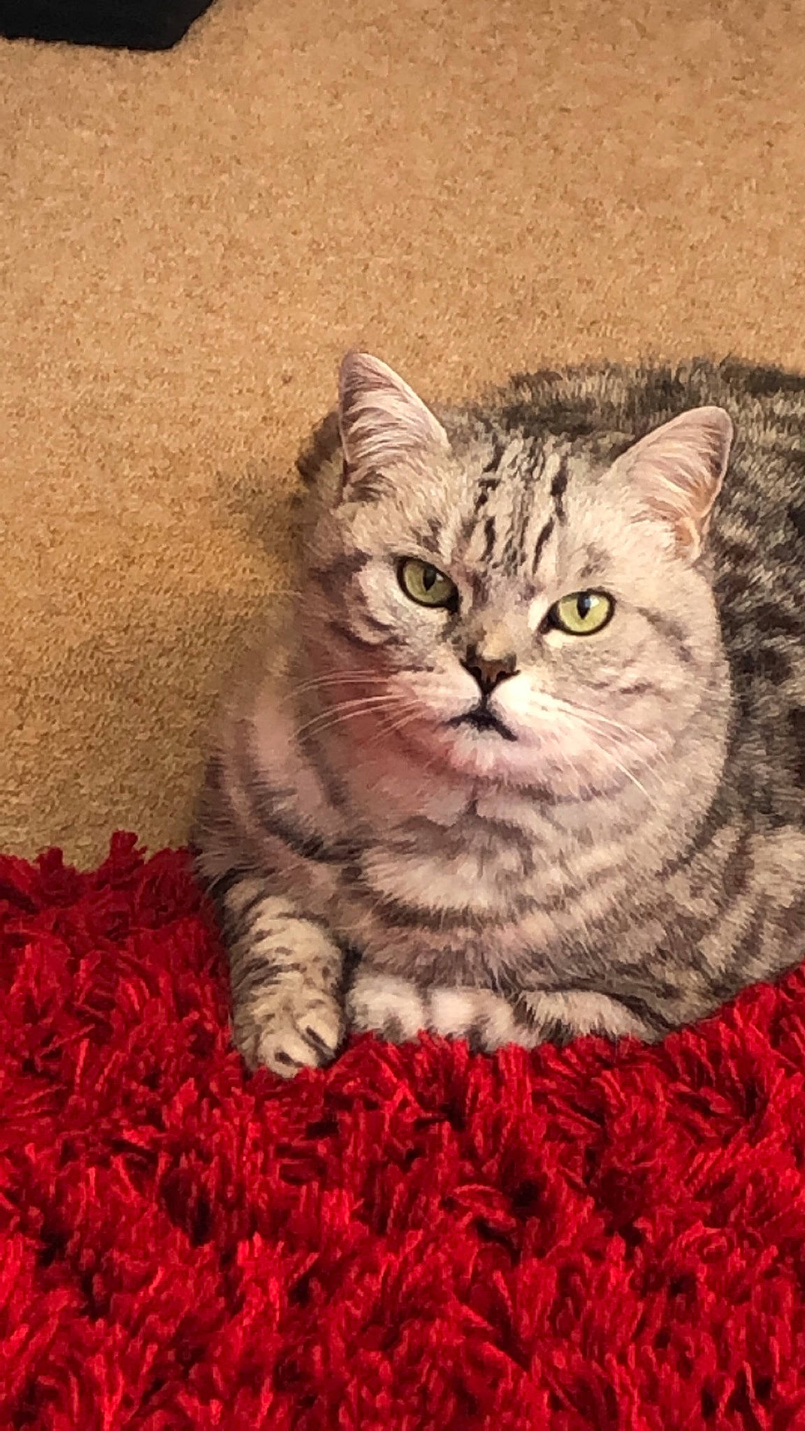 Cherry is registered to the contest to win money with this photo: american_shorthair, asian, british_longhair, british_semi_longhair, british_shorthair, california_spangled, carnivore, cat, domestic_short_haired_cat, european_shorthair, fawn, felidae, kitten, mammal, pixie_bob, siberian, small_to_medium_sized_cats, tabby_cat, vertebrate, whiskers