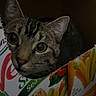 Castiel joined the competition — help win amazing prizes! alert, animal, box, cardboard, cat, closeup, container, curious, cute, domestic_animal, ears, eyes, feline, food_packaging, indoor, looking, pet, sitting, snack_box, tabby