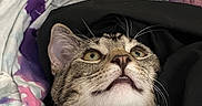 Castiel joined the competition — help win amazing prizes! blanket, cat, close_up, clothes, cozy, cute, eyes, fabric, fur, indoor, kitten, laundry, laundry_basket, mouth, nose, pet, portrait, resting, tabby_cat, whiskers