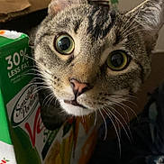 Castiel joined the competition — help win amazing prizes! animal, box, brown, cardboard, cat, closeup, curiosity, curious, eyes, face, feline, food_package, green, indoor, juice_carton, kitchen, orange, pet, tabby, whiskers