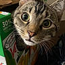 animal, box, brown, cardboard, cat, closeup, curiosity, curious, eyes, face, feline, food_package, green, indoor, juice_carton, kitchen, orange, pet, tabby, whiskers