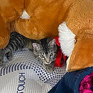 Castiel joined the competition — help win amazing prizes! cat, tabby_cat, kitten, stuffed_animal, plush_toy, plush_bear, mattress, bedding, ribbon, denim, blanket, fabric, indoor, cozy, pet, whiskers, ears, paw, fur, home