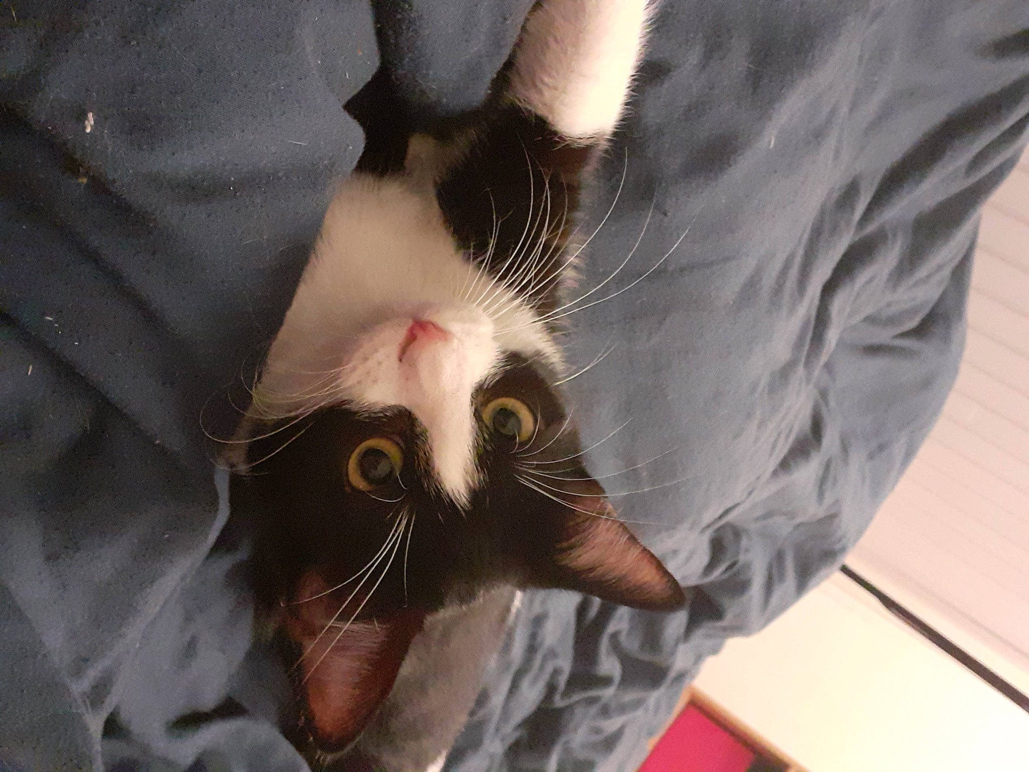 Guapa participe au concours pour gagner de l'argent avec cette photo : beard, carnivore, cat, comfort, ear, eye, eyewear, facial_hair, felidae, glasses, jaw, leg, moustache, nose, plant, small_to_medium_sized_cats, snout, sunglasses, tail, whiskers