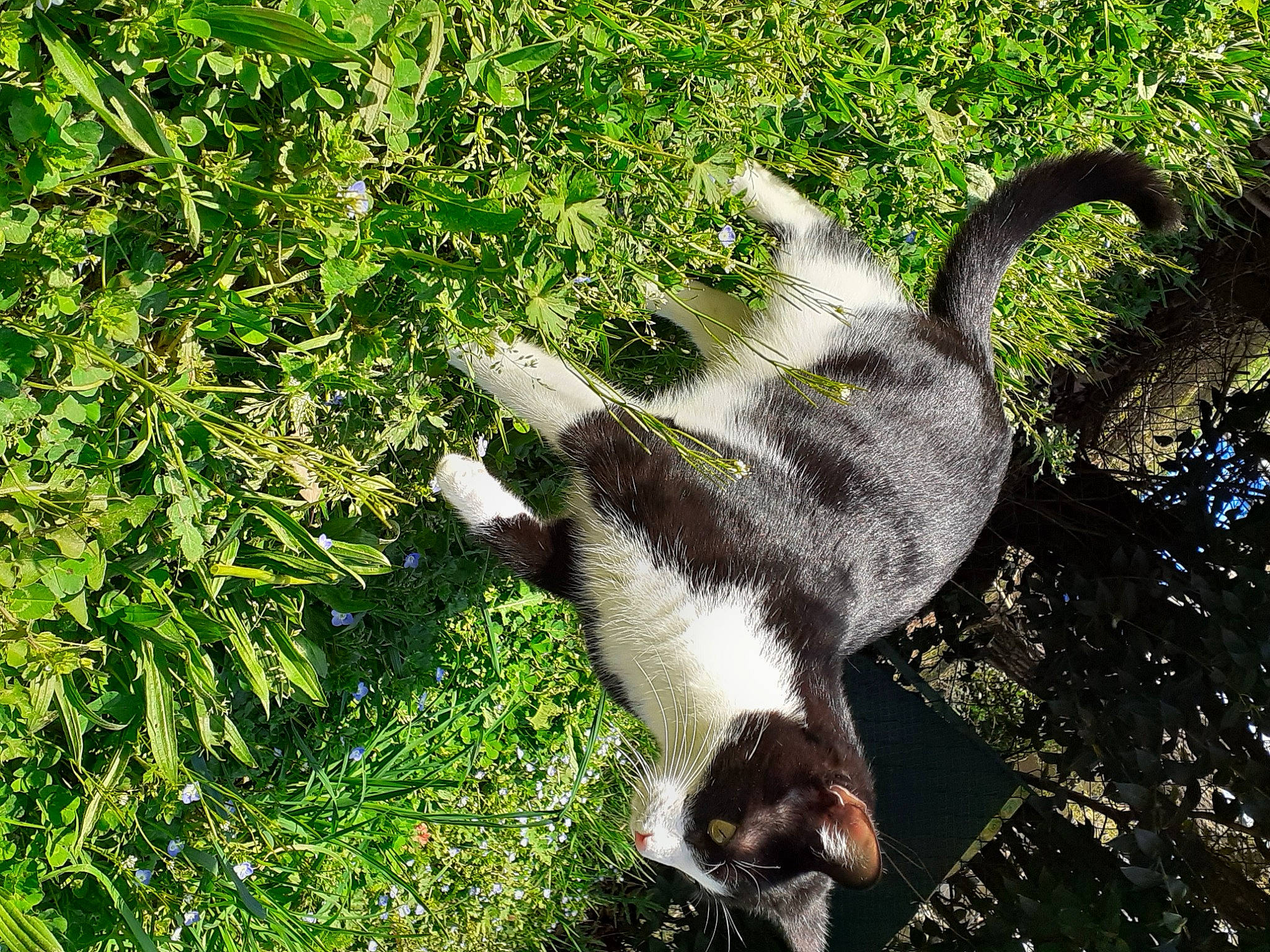 Guapa a rejoint le concours — aidez-le/la à gagner de superbes lots ! canidae, carnivore, claw, dog_breed, fawn, felidae, fur, grass, groundcover, paw, plant, rodent, small_to_medium_sized_cats, snout, sporting_group, squirrel, tail, terrestrial_animal, trunk, whiskers