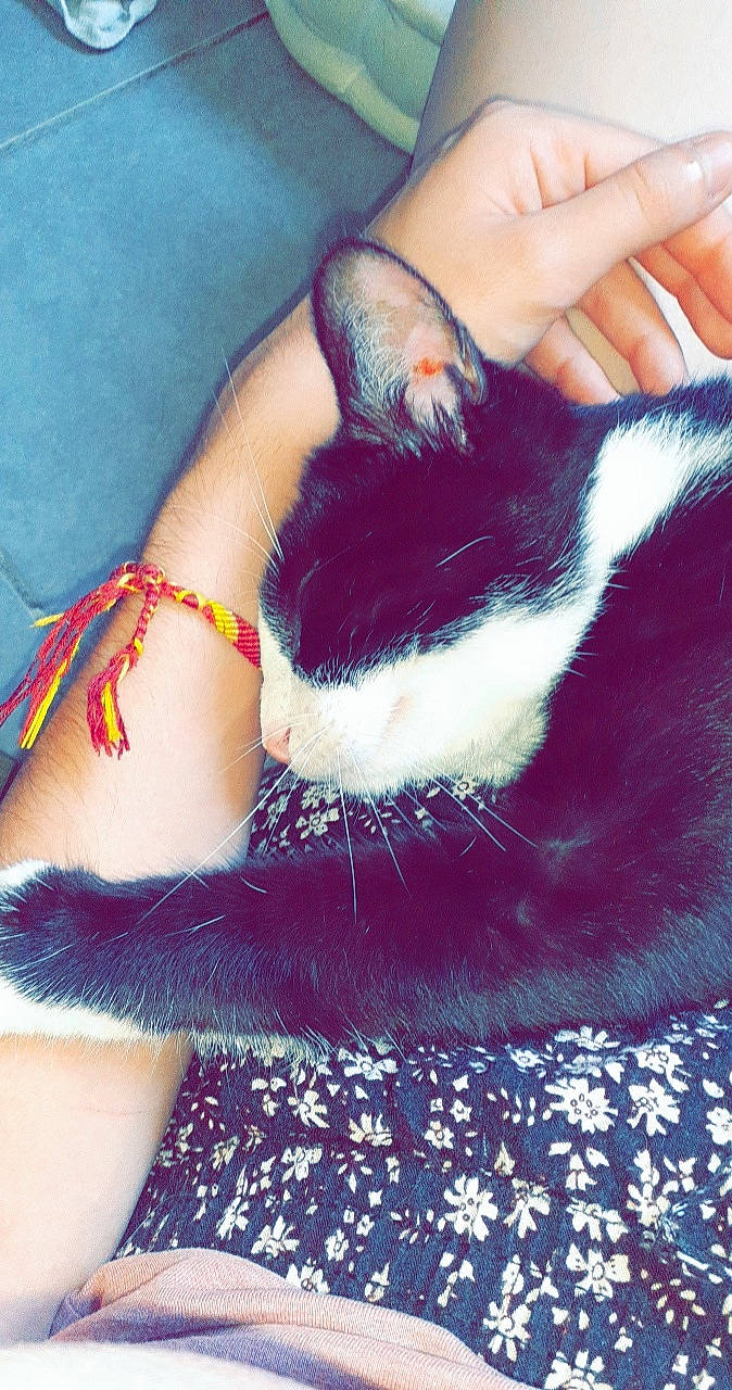 Guapa a rejoint le concours — aidez-le/la à gagner de superbes lots ! blue, carnivore, cat, comfort, dress, eye, felidae, finger, foot, gesture, hand, lap, leg, nail, small_to_medium_sized_cats, thigh, thumb, vertebrate, whiskers, wrist