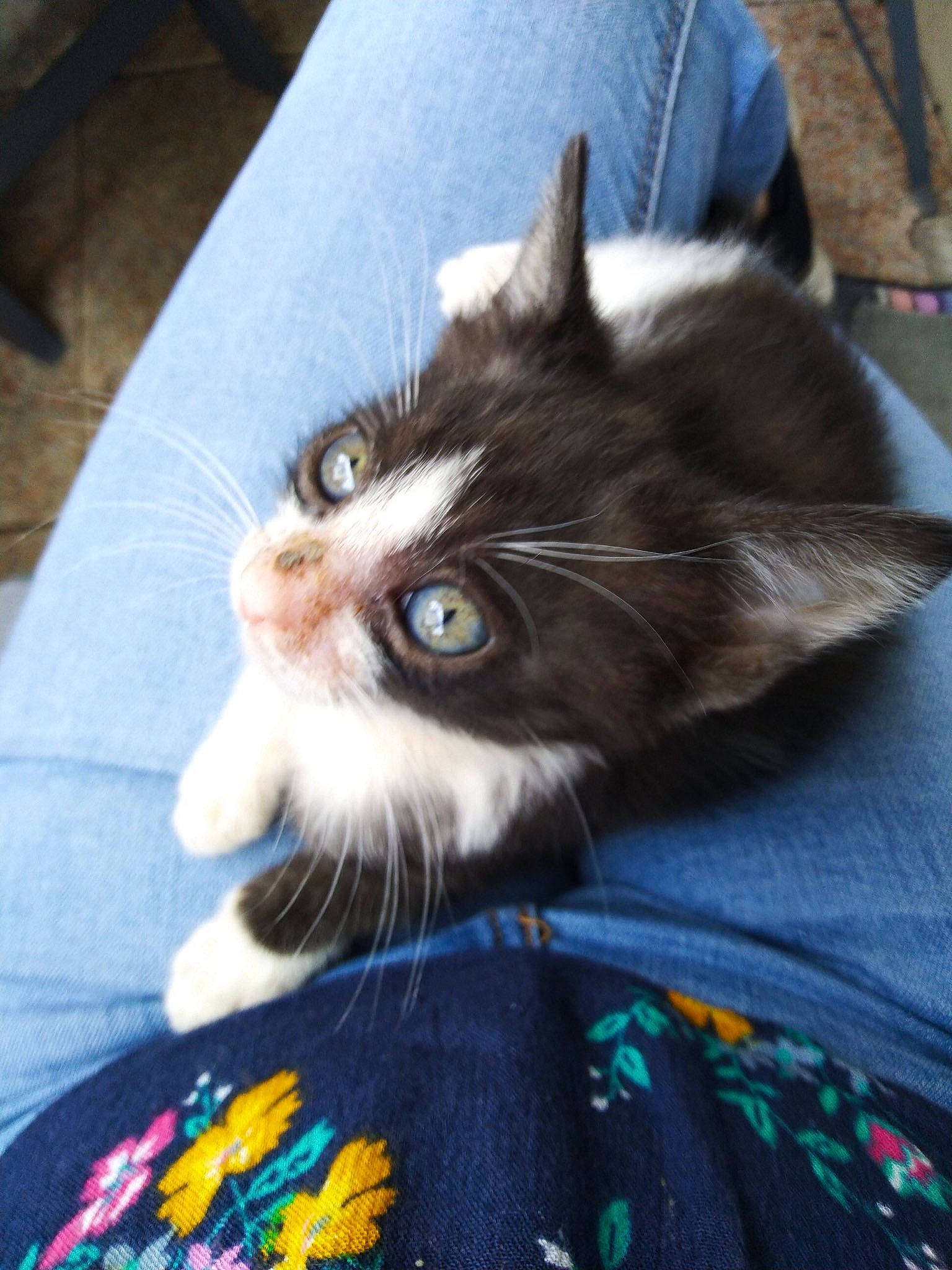 Guapa a rejoint le concours — aidez-le/la à gagner de superbes lots ! box, carnivore, cat, comfort, couch, domestic_short_haired_cat, felidae, fur, iris, moustache, pattern, paw, small_to_medium_sized_cats, snout, tail, whiskers