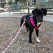 Penny joined the competition — help win amazing prizes! animal, apartment_building, bench, black_dog, canine, curious, daylight, dog, leash, outdoor, pet, pink_harness, residential_area, sidewalk, small_dog, urban, walking, white_chest, white_paws, wood_chips